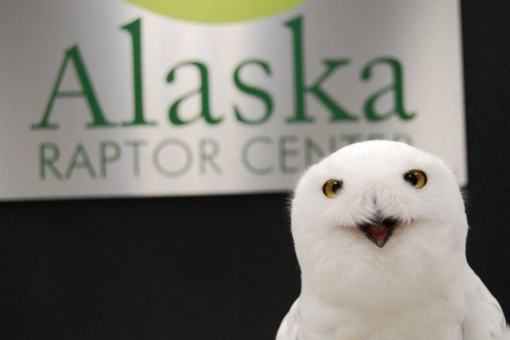 Sitka Premium Tour- Private- Alaska Raptor Center, Fortress Of The Bears,Totems - thumb 4