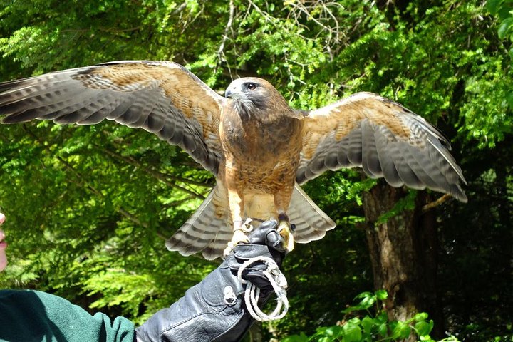 Sitka Premium Tour- Private- Alaska Raptor Center, Fortress Of The Bears,Totems - thumb 5