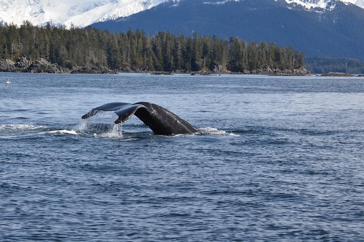 Sitka Shore Excursion: Alaskan Wildlife By Land And Sea - thumb 0