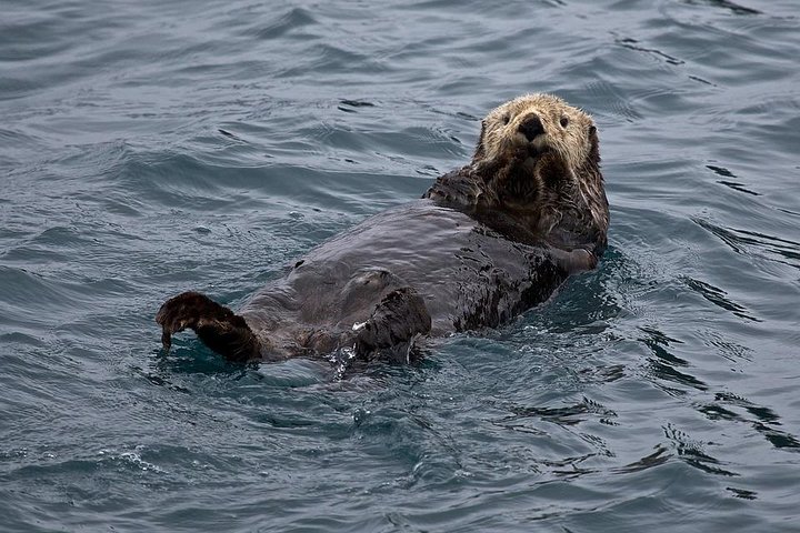 Sitka Shore Excursion: Alaskan Wildlife By Land And Sea - thumb 1