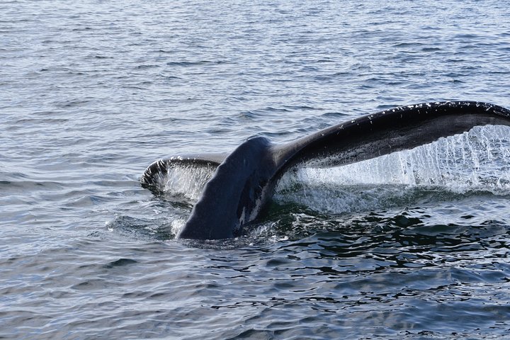 Sitka Shore Excursion: Alaskan Wildlife By Land And Sea - thumb 2