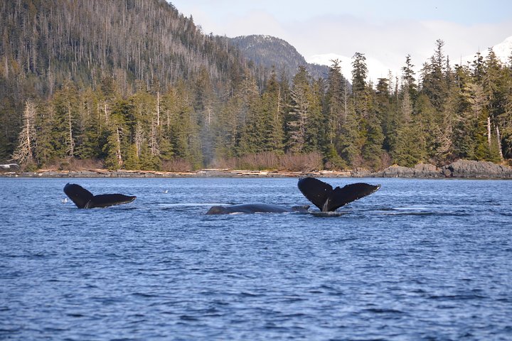 Sitka Shore Excursion: Alaskan Wildlife By Land And Sea - thumb 3