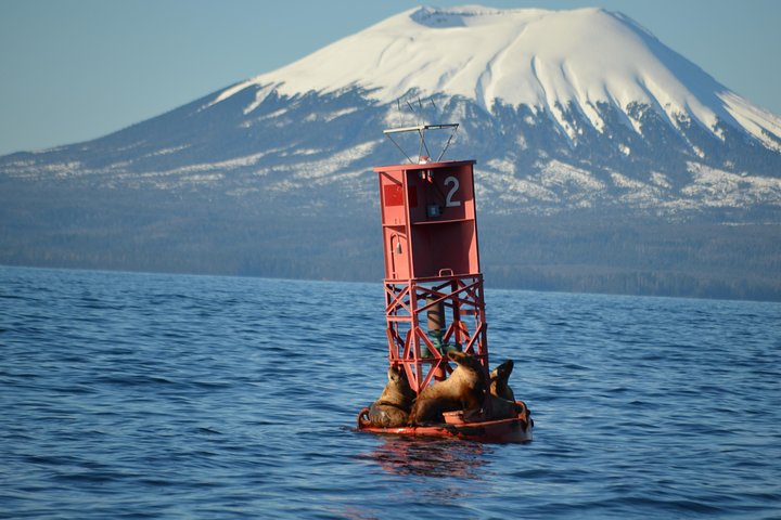 Sitka Shore Excursion: Alaskan Wildlife By Land And Sea - thumb 4