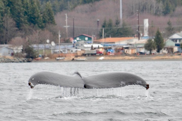 Sitka Shore Excursion: Alaskan Wildlife By Land And Sea - thumb 5