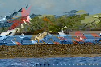 Two-Hour Everglades National Park Dolphin Birding and Wildlife Boat Tour