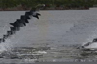 Everglades National Park Dolphin Birding and Wildlife Boat Tour 2 hours