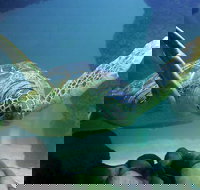 SEA LIFE Aquarium Minnesota Admission Ticket at Mall of America - Accommodation Ohio