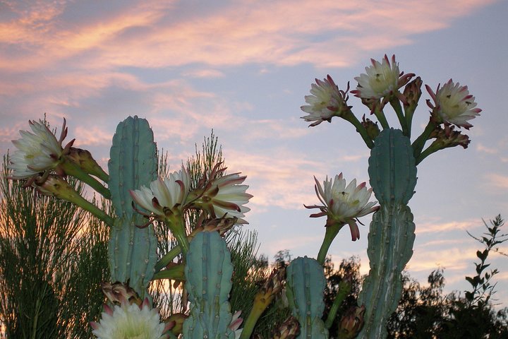 Apache Trail And Dolly Steamboat Tour - thumb 0