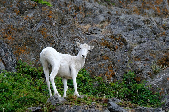 6-Day Alaska Adventure Tour - thumb 3