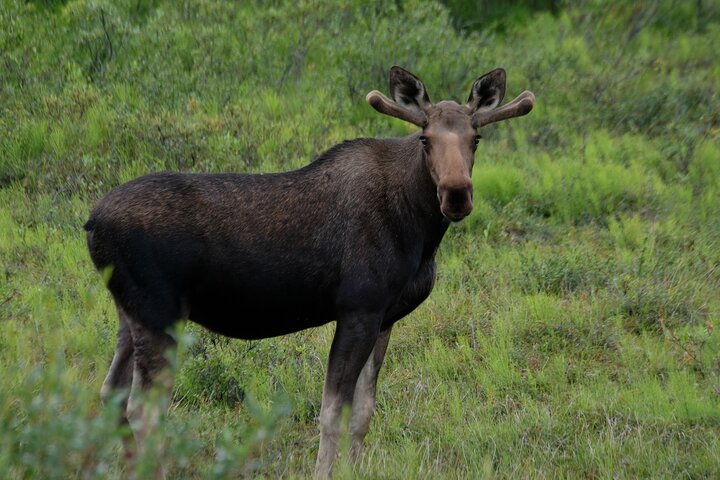 6-Day Alaska Adventure Tour - thumb 5